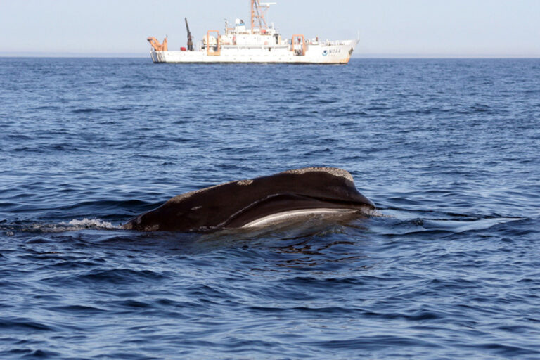 Европа борется с подводным шумом: североатлантический гладкий кит, находящийся под угрозой исчезновения (NOAA Fisheries / Лиза Конгер)