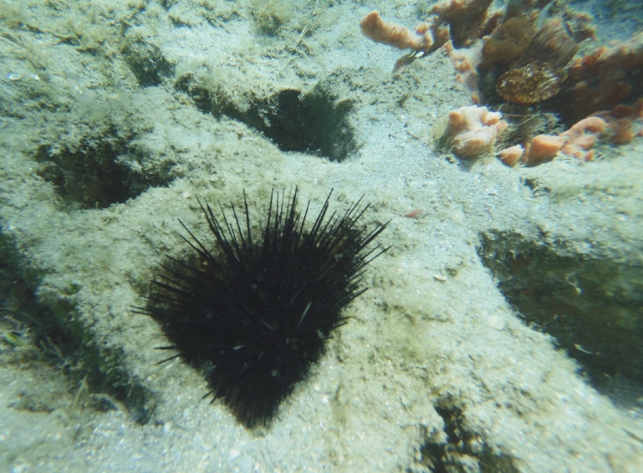 Diadema antillarum, bodičasti morski ježek, se podnevi skriva na strukturah, postavljenih za privabljanje morskega življenja pod mostom modre čaplje na Floridi