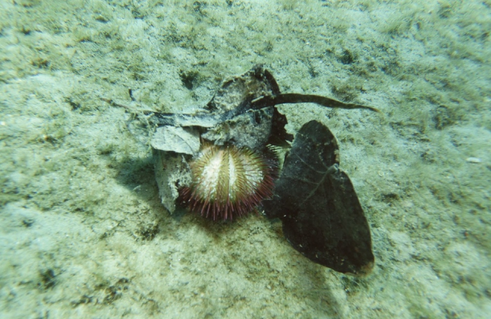 Ouriço-do-mar coletor parcialmente exposto