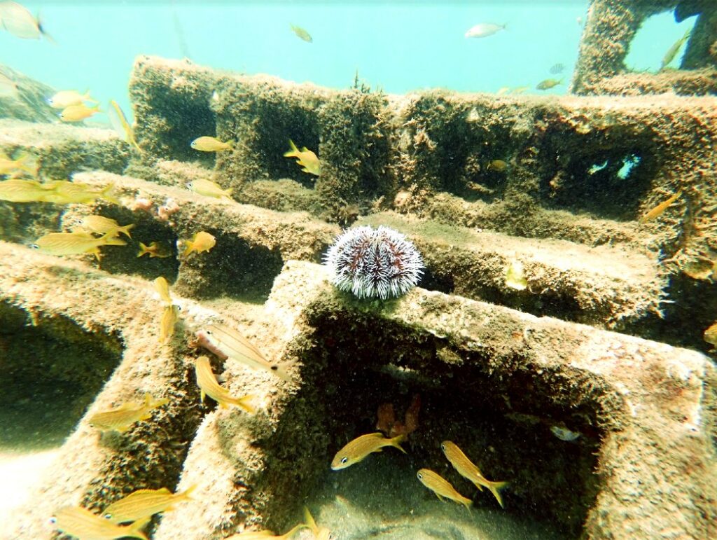 This sea urchin is climbing along a structure to graze on algae