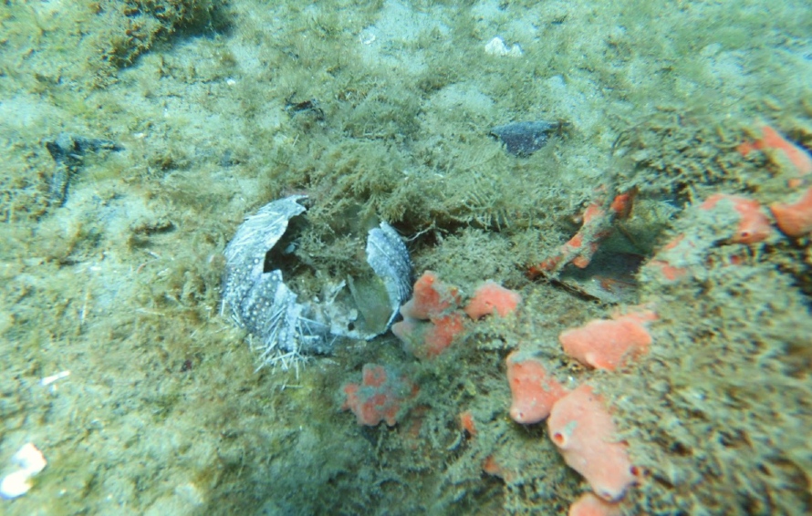 Ендоскелетът на този морски таралеж е бил пробит, очевидно от хищна риба, и е бил изяден