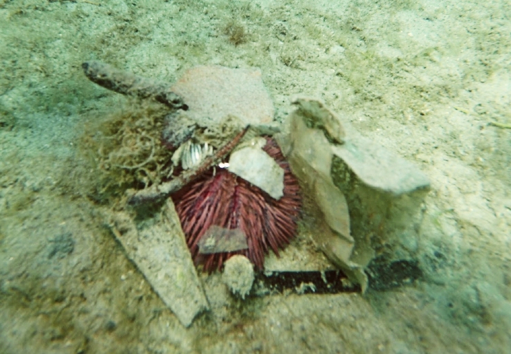 Zee-egels verzamelen voorwerpen om zich tegen predatie te vermommen