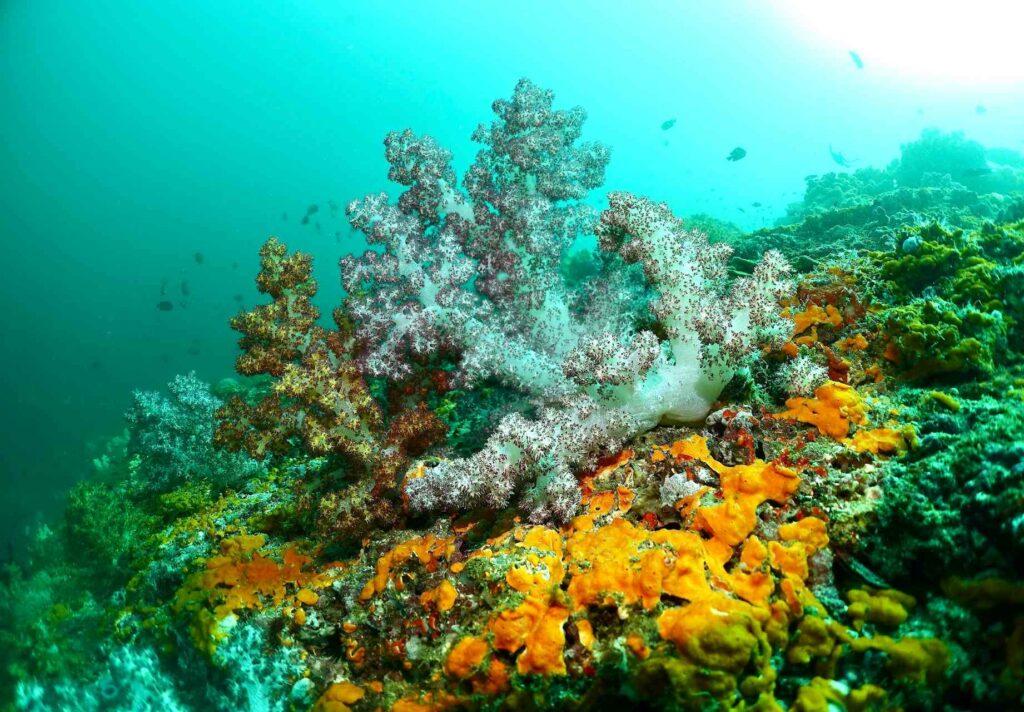 Soft corals and orange sponges