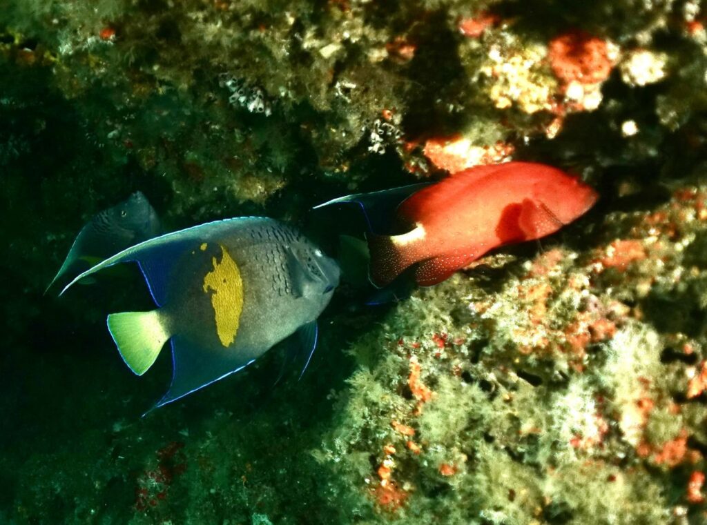 Yellowbar angelfish and yellow-blotch hind