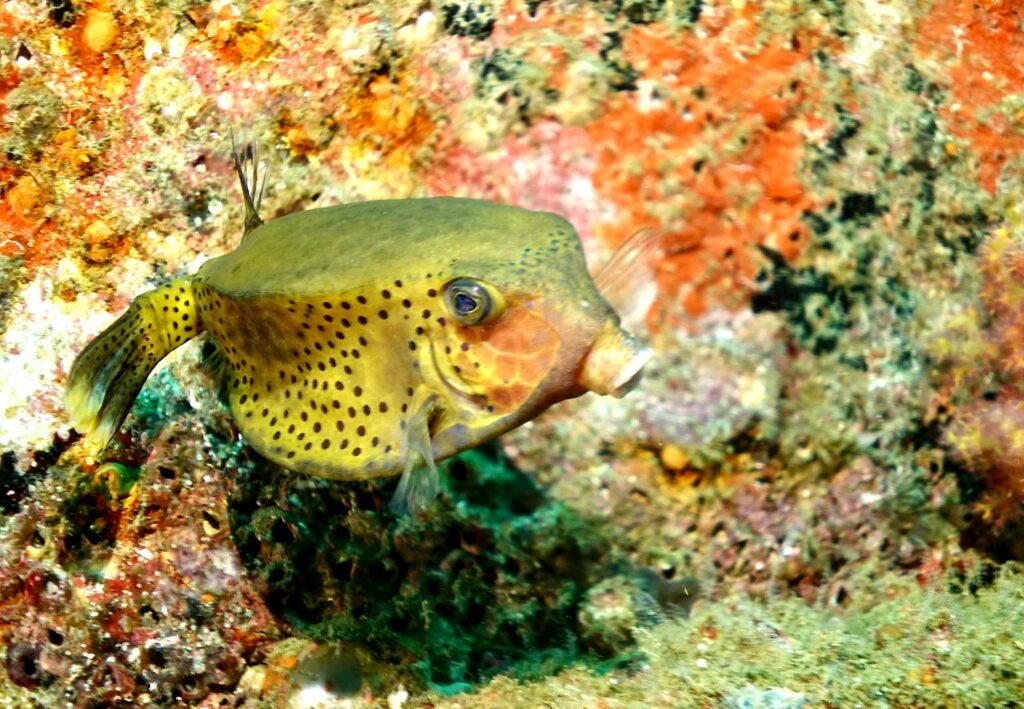 Female bluetail trunkfish 