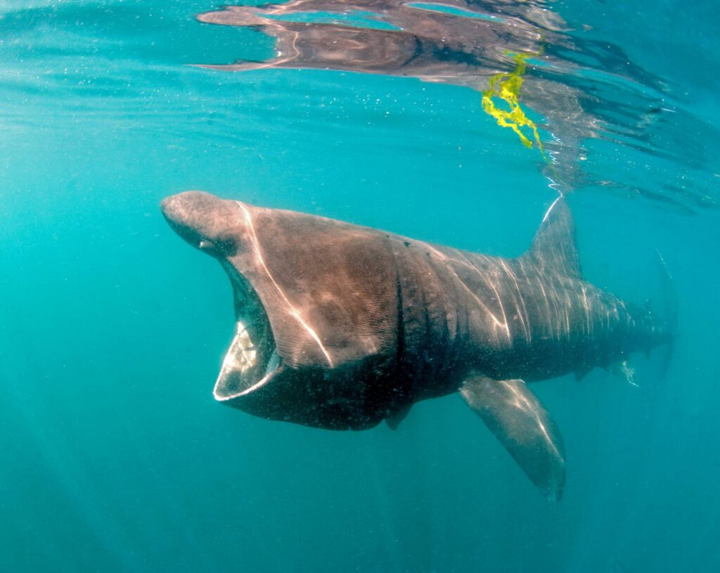 Watch out for basking sharks this summer (Shark Trust)