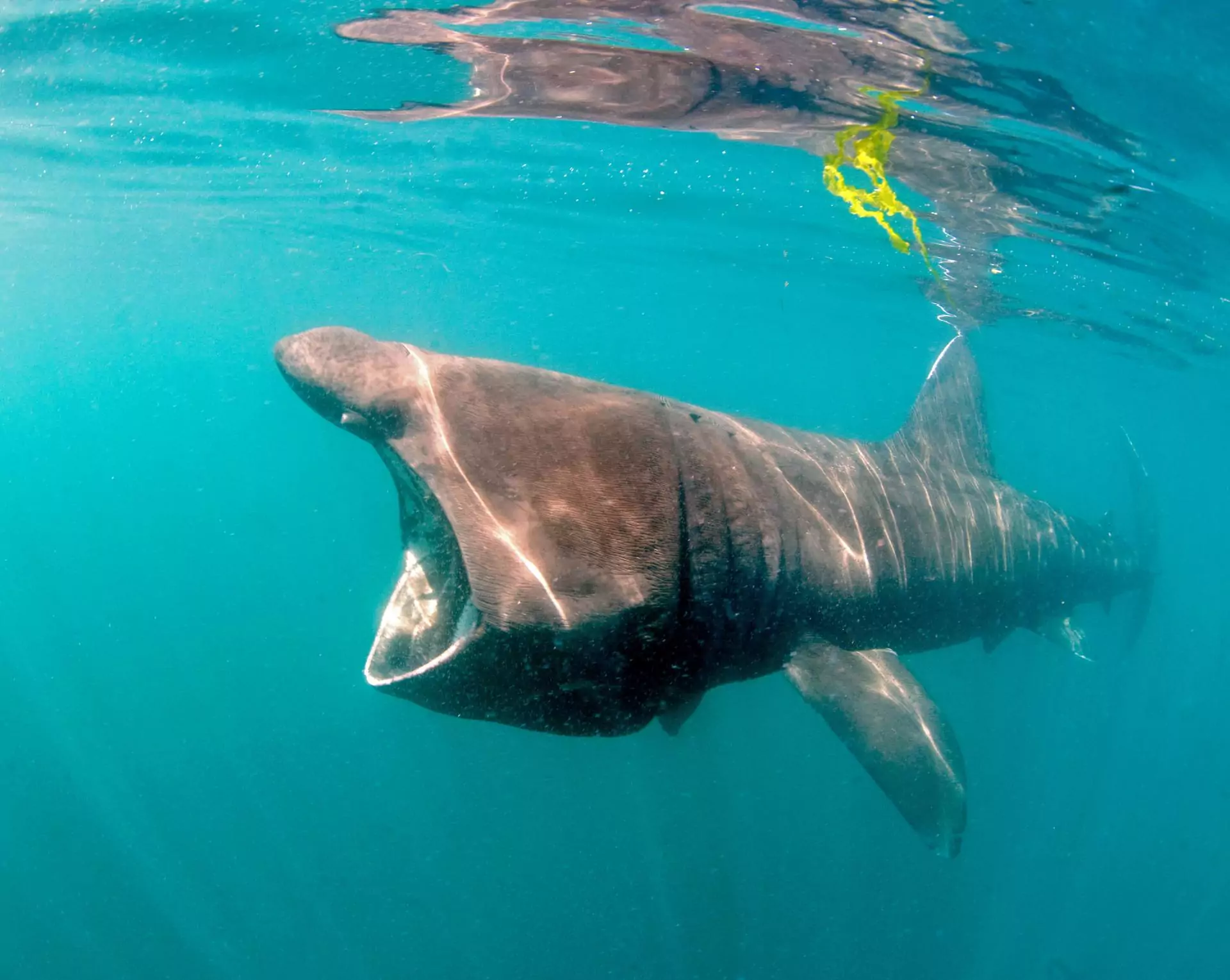 Wanted: Divers’ oceanic & basking shark sightings