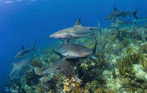 Tiburones de arrecife del Caribe (Viajes diversos)