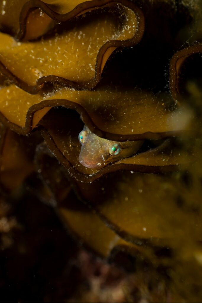 Pesce Clingfish (Georgie Bull)