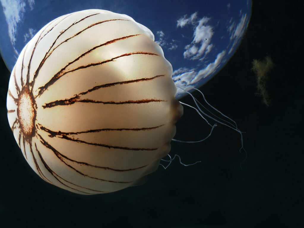Kompasová medúza (Michiel Vos)