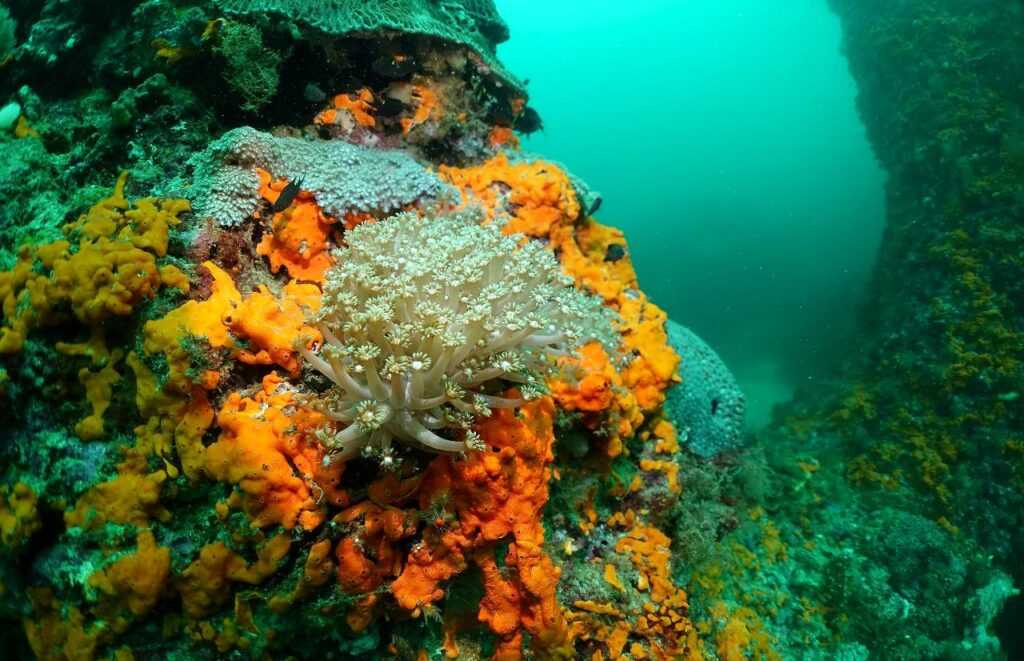 Flower coral on orange sponges at Coral Garden