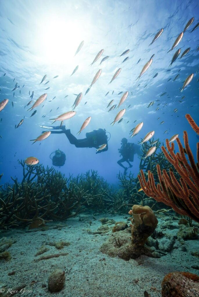 Dykning på Curaçao (Ryan Groos)