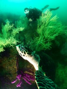 第一入口潛水點的玳瑁龜