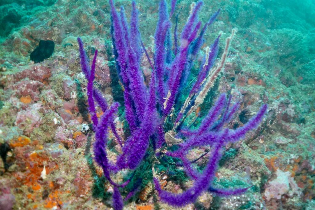 Purple gorgonian at First Entrance