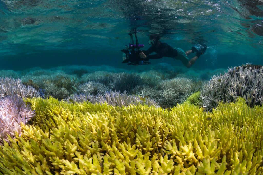 Fluorescerande och blekta koraller, en del av ett globalt fenomen (The Ocean Agency / Ocean Image Bank)