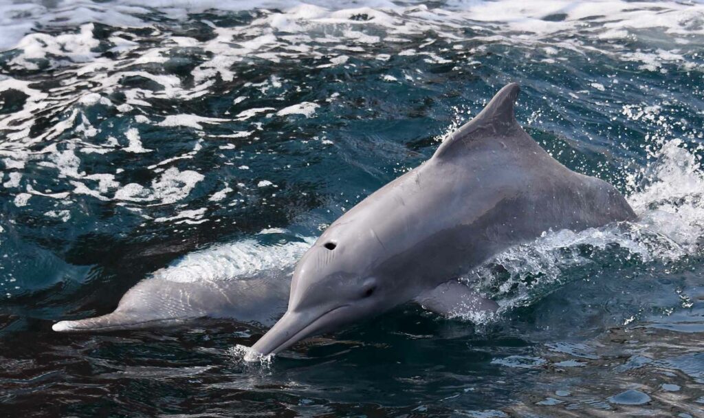 Indian Ocean Humpback dolphins