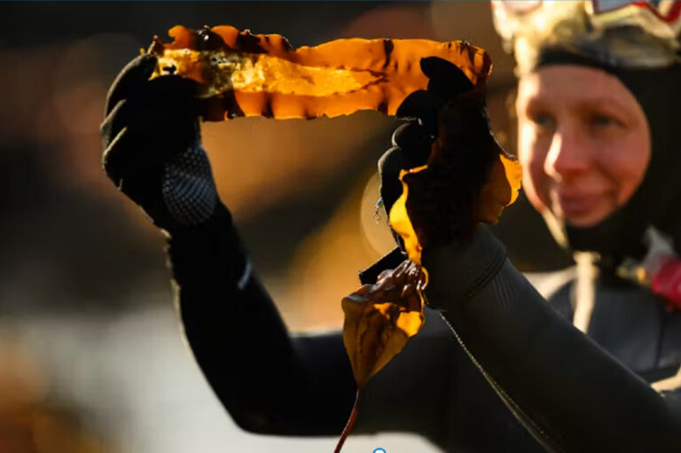 Marine biologists collect spores from healthy kelp forests to help restore coastal habitats (MBA)