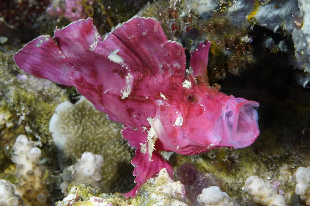 Roma - Wakatobi's Dive Site #42 6 Gฤงall-fotografi taฤงt l-ilma, Roma jistgฤงu jippreลผentaw sejฤงa iebsa gฤงal liema triq gฤงandhom imorru - makro jew b'angolu wiesa '. Tmur wiesa ', u tirriskja li titlef suฤกฤกetti makro kbar bฤงal dan iscorpionfish weraq vjola.