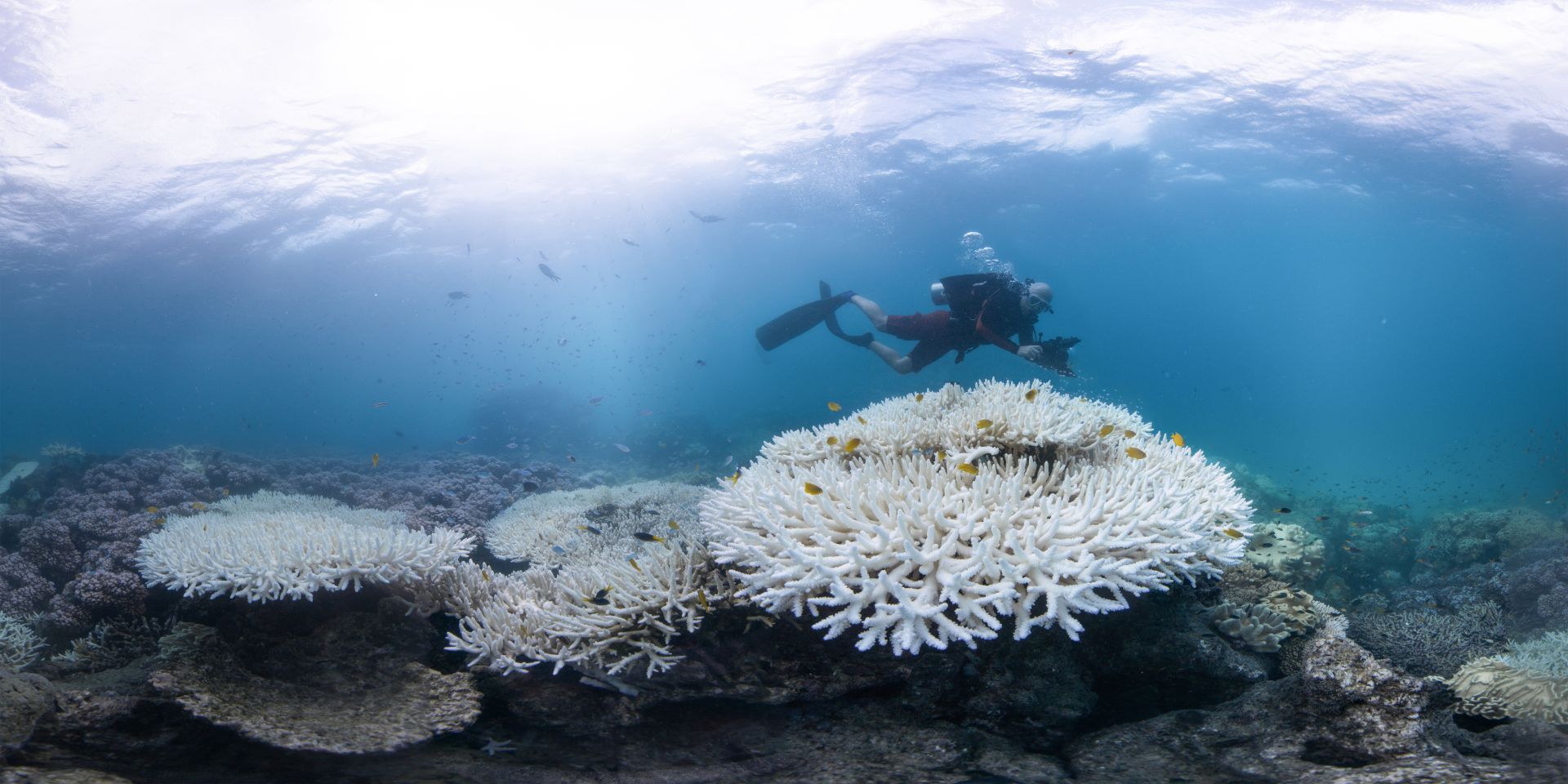 تم تأكيد التبييض العالمي الرابع - حيث عثرت روشا على شعاب مرجانية شبحية على ارتفاع 4 مترًا