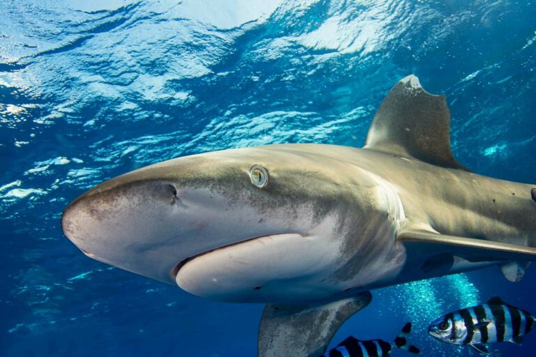 Az óceáni fehérhegyű találkozásokat a búvárvilágban nagyra értékelik (Shark Trust)