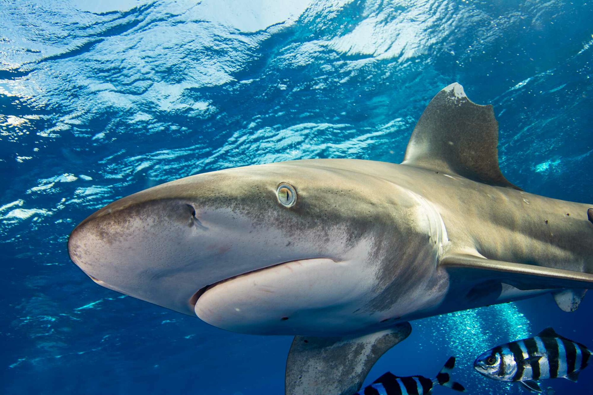 Hledá se: Potápěči pozorování oceánských a dlouhoplujících žraloků