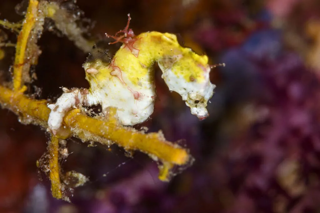 Roma - Wakatobi's Dive Site #42 5 Fโdak li gฤงandu xโjaqsam maโ teลผori u gฤงotjien mill-isbaฤง, Roma ฤกฤกorrhom kbar u ลผgฤงar, anke l-iลผgฤงar bฤงal dan iลผ-ลผiemel tal-baฤงar pigmeu taโ Pontoh (Hippocampus pontohi).