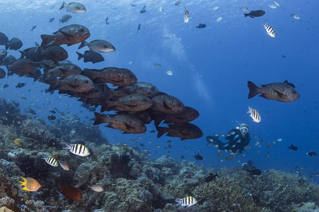 Roma - Wakatobi's Dive Site #42 2 F'nofs il-fond f'Roma, bugฤงaddas jiฤกi milqugฤง minn skola kbira ta' snapper.