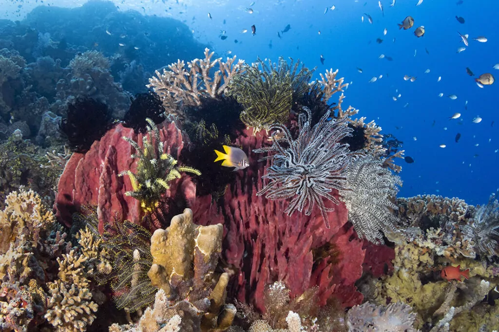 Roma - Wakatobi's Dive Site #42 3 Madwar il-pajsaฤกฤก tal-muntaturi tal-baฤงar taโ Roma hemm taฤงlita densa taโ qroll iebes u sponoลผ, ฤงafna bil-perฤa tal-krinojdi fuq nett.