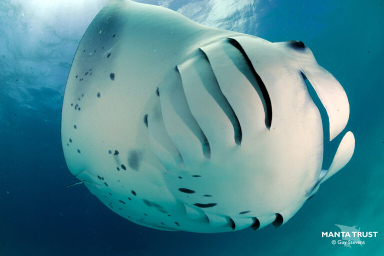 Reef manta ray i Hanifaru Bay, Baa Atoll (Guy Stevens / Manta Trust)