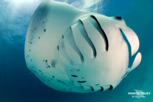 Reef manta ray in Hanifaru Bay, Baa Atoll (Guy Stevens / Manta Trust)