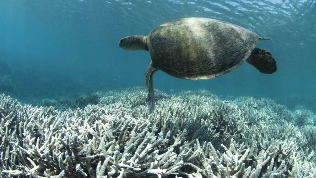 Bruņurupucis virs balinātiem koraļļiem (Ričards Vevers / Ocean Image Bank)