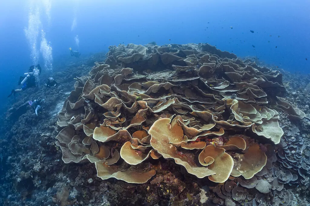 Roma - Wakatobi's Dive Site #42 4 Magฤงrufa b'mod komuni bฤงala qroll diska jew scroll, kolonji kbar ta 'Turbinaria mesenterina spiss jistgฤงu jieฤงdu konfigurazzjoni li tixbaฤง tela ฤกgant. Roma gฤงandha ลผewฤก formazzjonijiet bฤงal dawn bl-akbar firxa ta' madwar 6 metri (20 pied).
