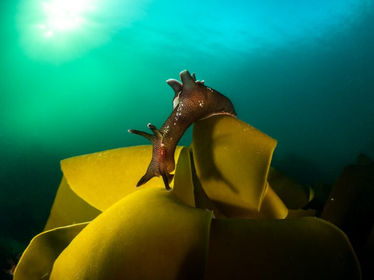 香农·莫兰 (Shannon Moran) 拍摄的《海兔》——反映英国水域生物多样性的 10 张图片之一