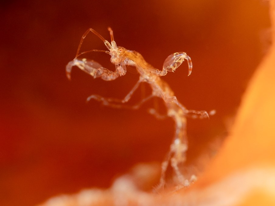 Skeleton Shrimp (Kirsty Andrews)