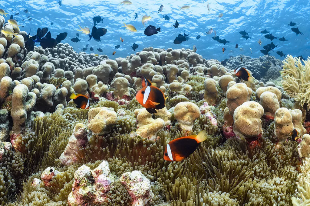 Roma - Wakatobi's Dive Site #42 1 ฤฆut anemoni bl-anemoni tal-pajp tagฤงhom jiffjorixxu fost il-kolonji tal-qroll tal-patata li jiddominaw ir-reฤกjun baxx tal-muntatura tal-baฤงar tawwalija ta' Roma.