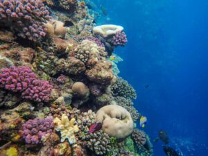Terumbu karang yang sehat (Francesco Ungaro / Pe