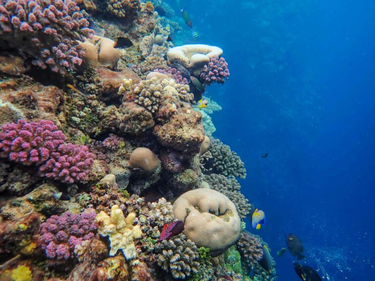 Recife de coral saudável (Francesco Ungaro/Pe