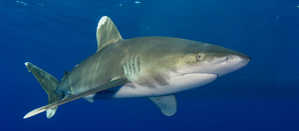 Oceanic whitetip shark (Shark Trust)