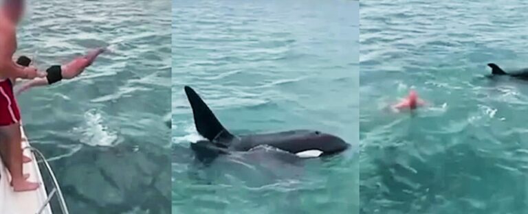An Auckland man shows off by belly-flopping onto the orca