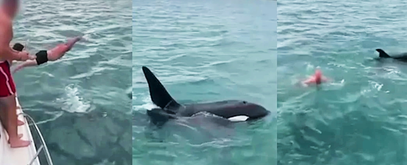 ‘Stupid’ orca body-slammer gets off with fine