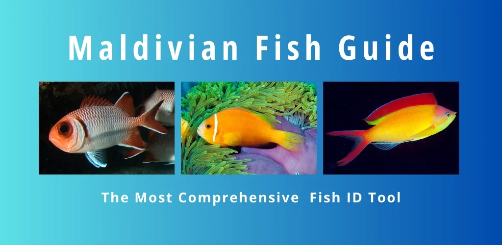 Maldivian Fish app