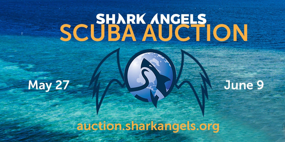Bid for dive-trips in aid of the sharks