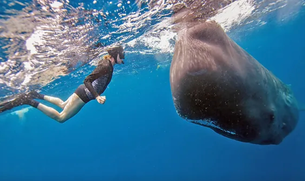 Sperm whale encounter (Amos Nachoum)