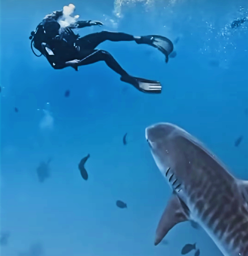 Diver and tiger shark (Les Pisitpacharakul)