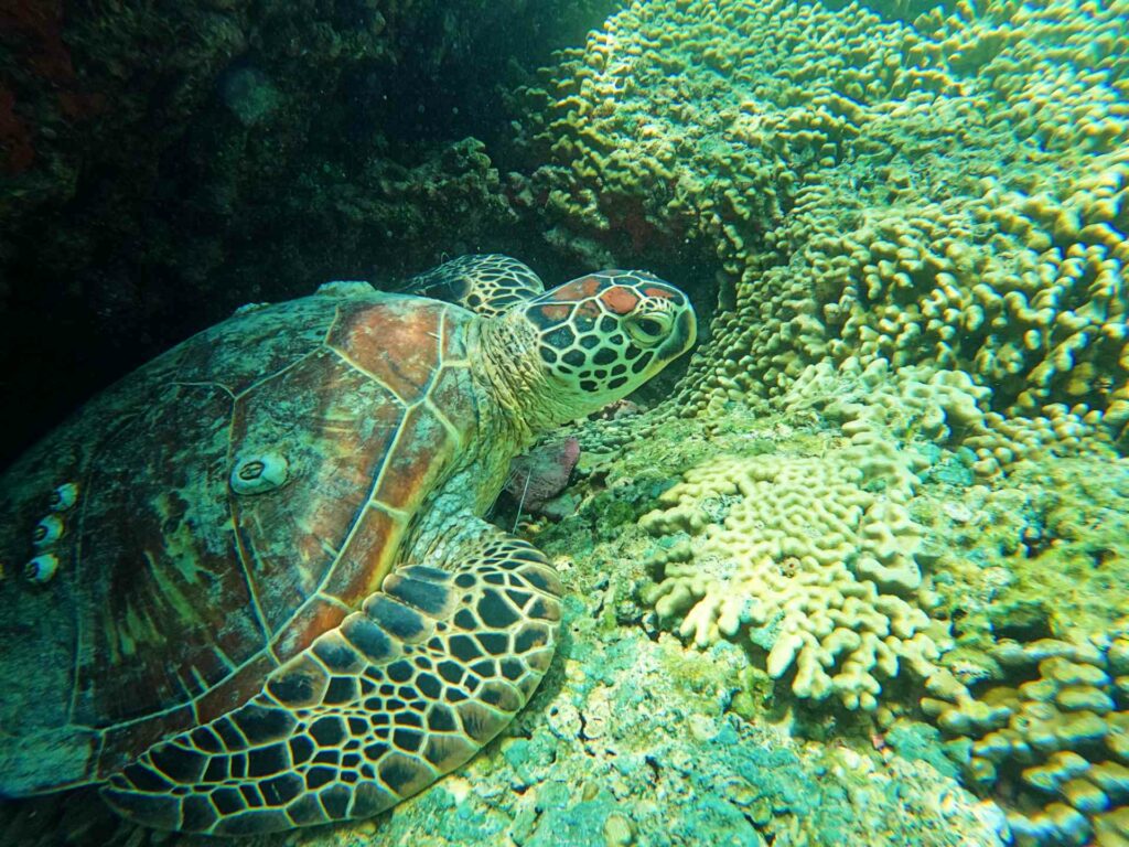 Green turtle in Kaneohe Bay, Oahu