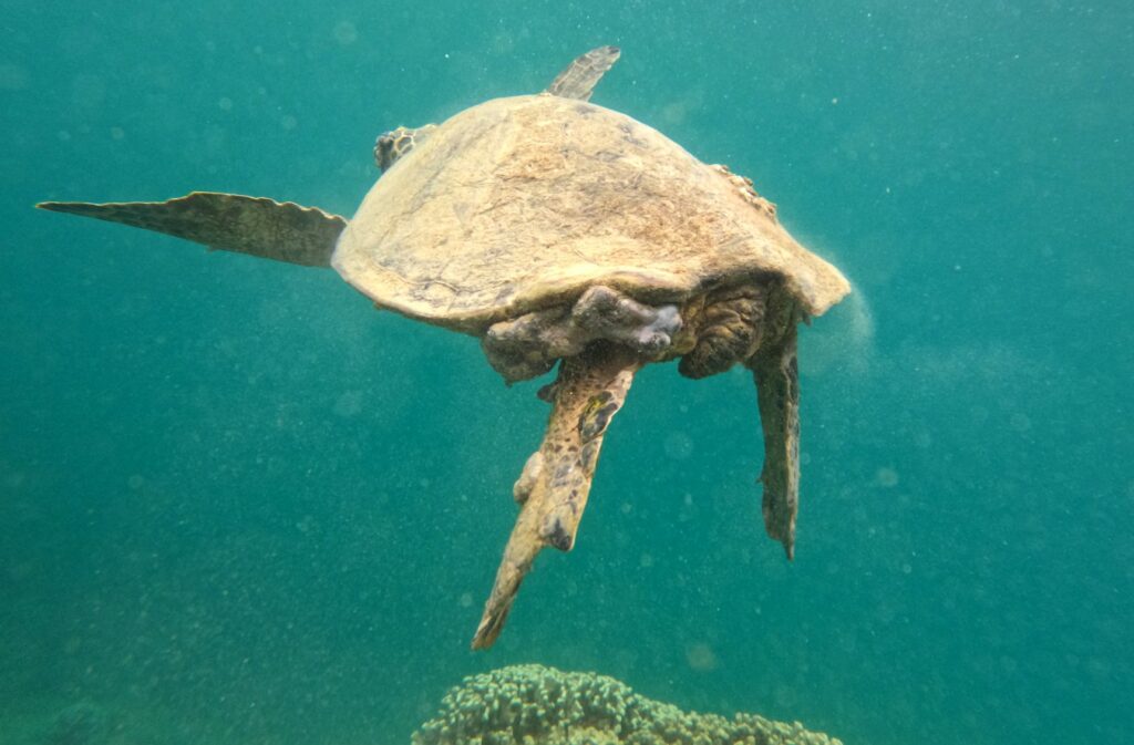 Green turtle in Kaneohe Bay, Oahu