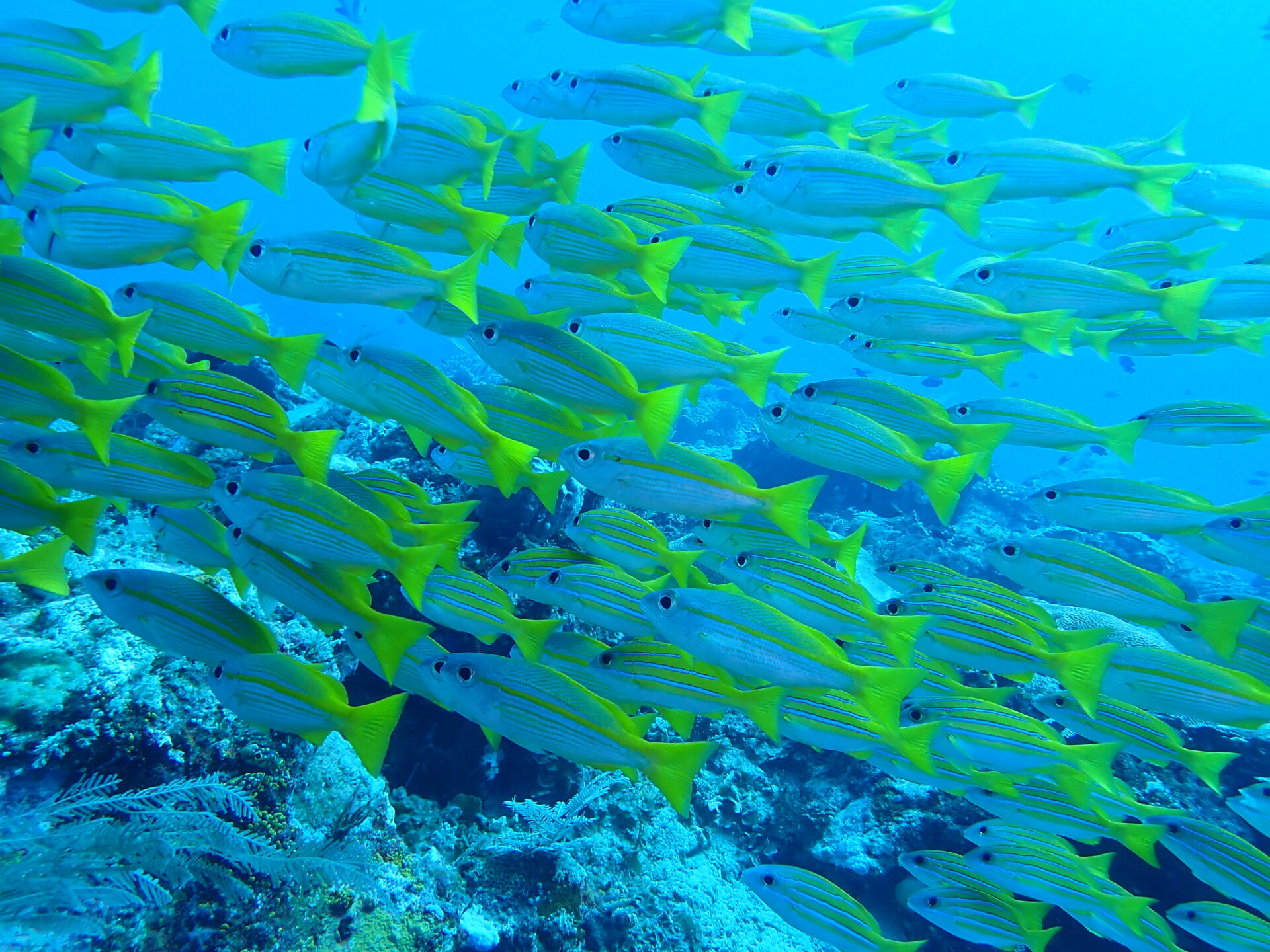 Adrian Stacey's Overnight Dive Adventure at Lady Musgrave Island: Exploring the Lagoon and Outer Reefs 2 pontoon