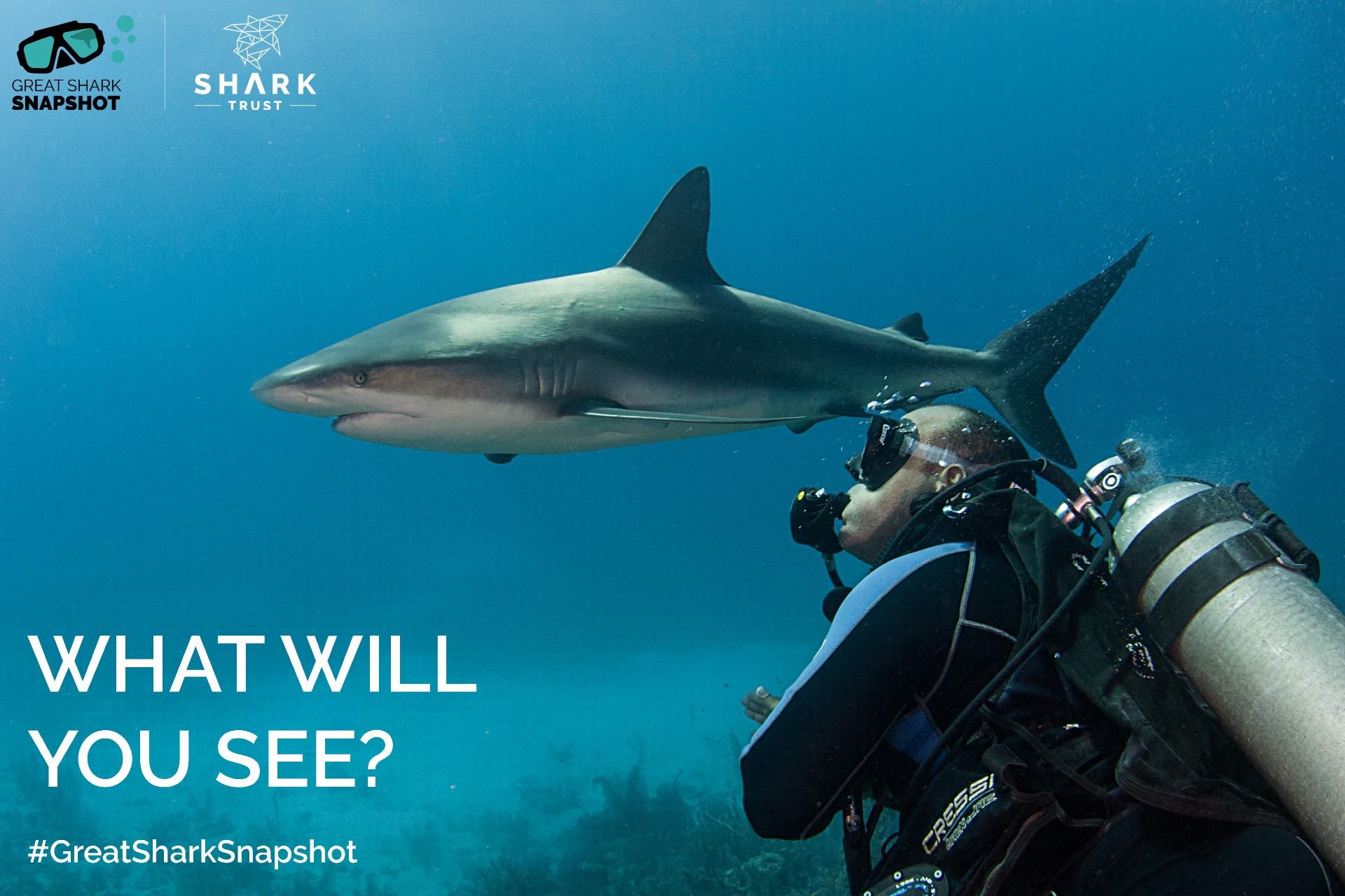 Plan dives for '24 Great Shark Snapshot