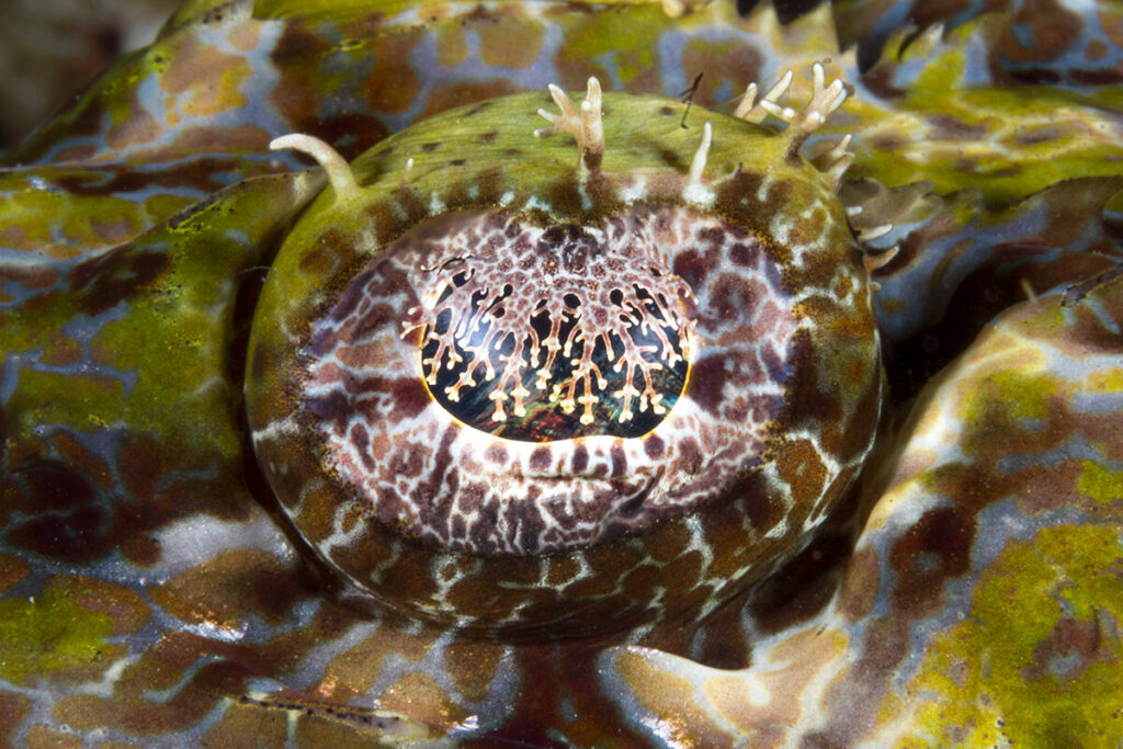 Wakatobi's Fascinating House Reef Regulars 14 The eye of a Crocodilefish