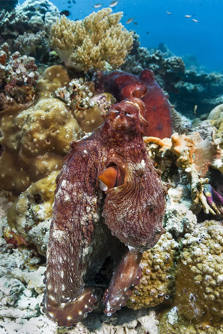 Wakatobi's Fascinating House Reef Regulars 7 Octopus cyanea, also known as the big blue octopus or day octopus.